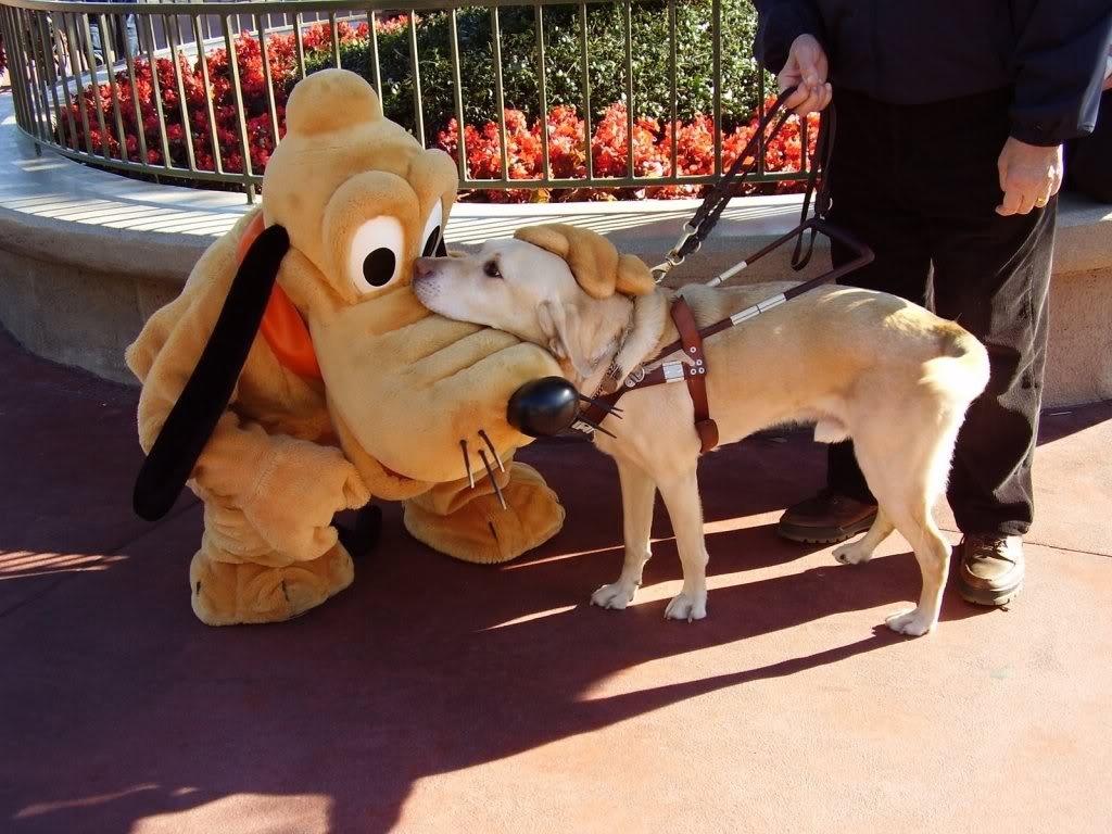 Disney - Pluto - Cãozinho